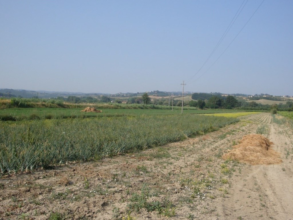 Terreno Agricolo in vendita a Castelfiorentino
