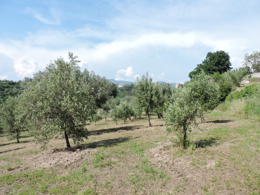 Terreno Edificabile in vendita a Sessa Aurunca via raccomandata