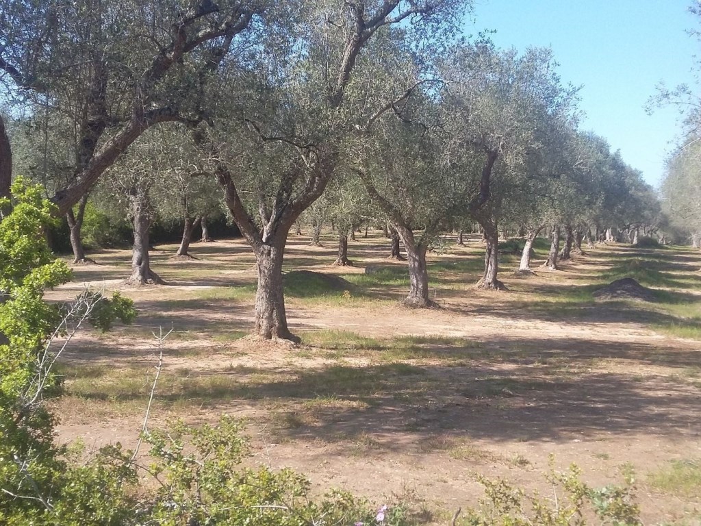 Terreno Agricolo in vendita a Otranto località Masseria Facà