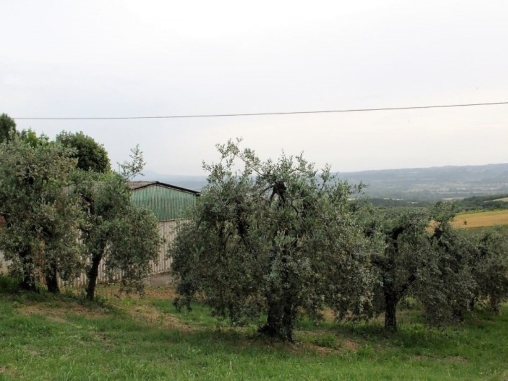 Terreno Agricolo in vendita a Montecchio