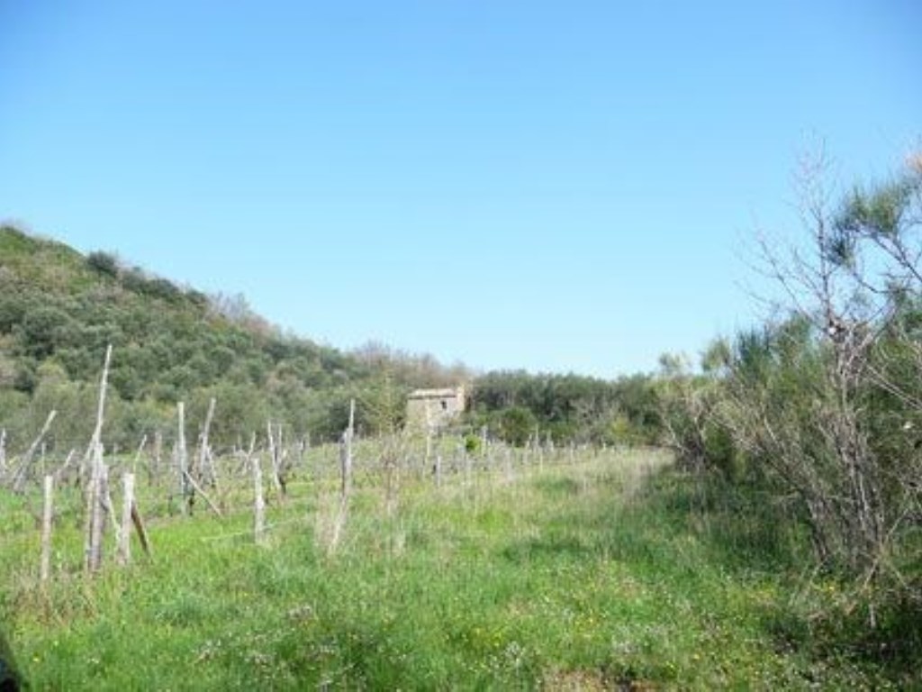 Terreno Edificabile in vendita a Cinigiano
