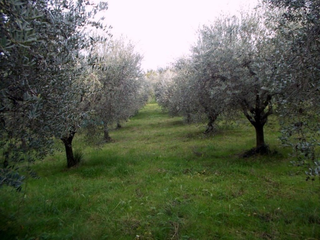 Oliveto in vendita ad Ascoli Piceno località Monticelli Alto,