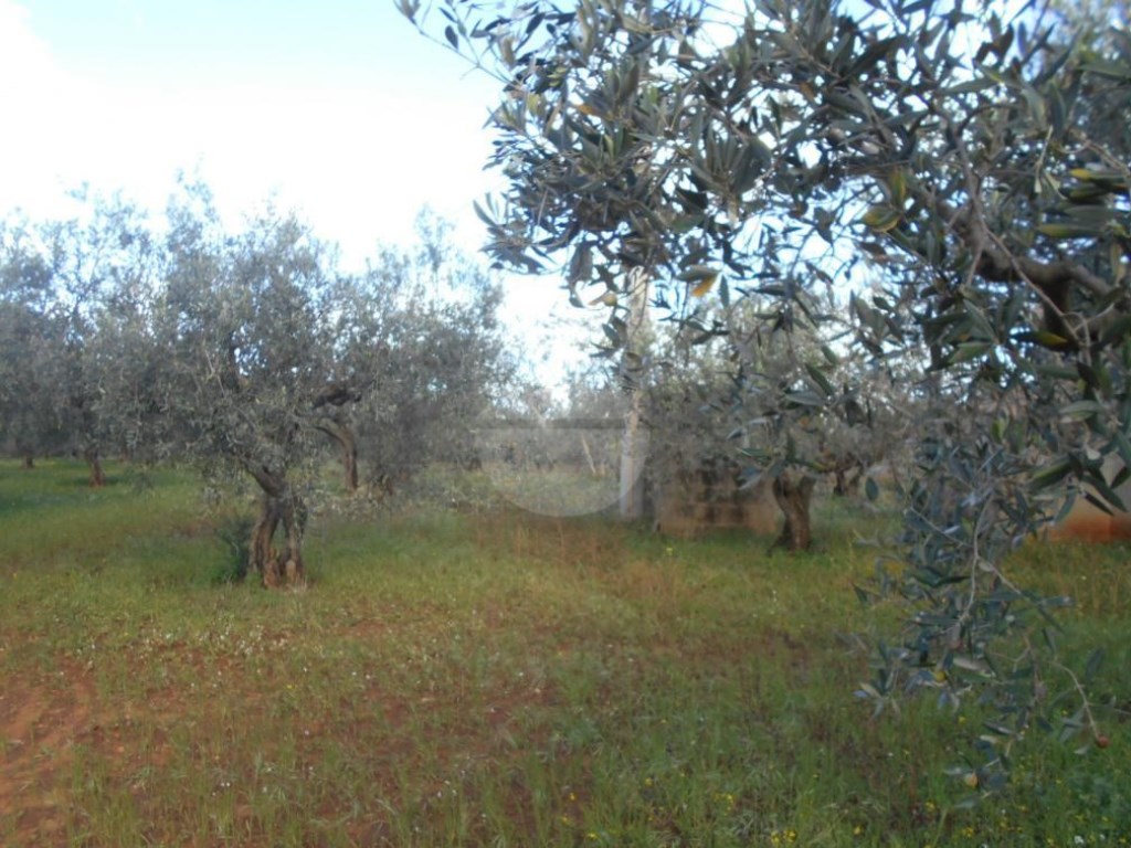 Terreno Agricolo in vendita a Castelvetrano via Seggio,