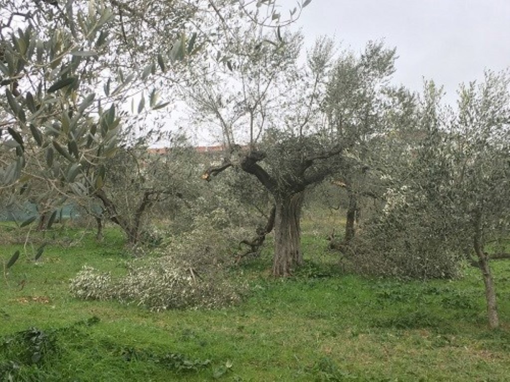 Terreno Agricolo in vendita a Canosa di Puglia canosa di Puglia statale 93,155