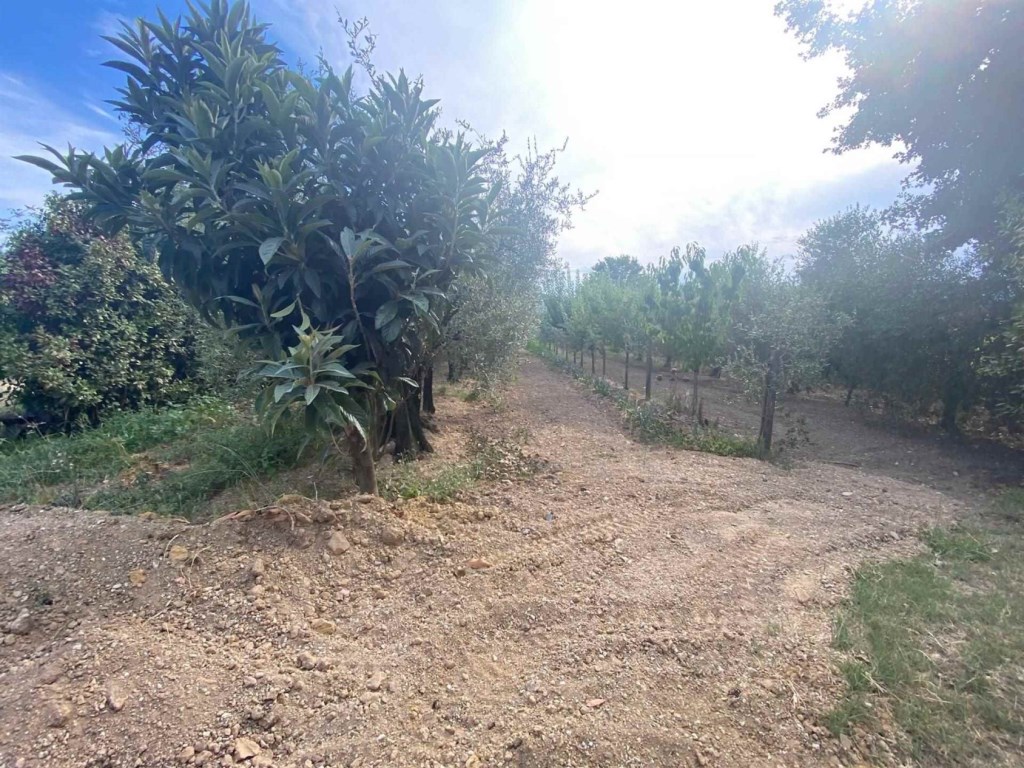 Terreno Agricolo in vendita a Castelnuovo Magra