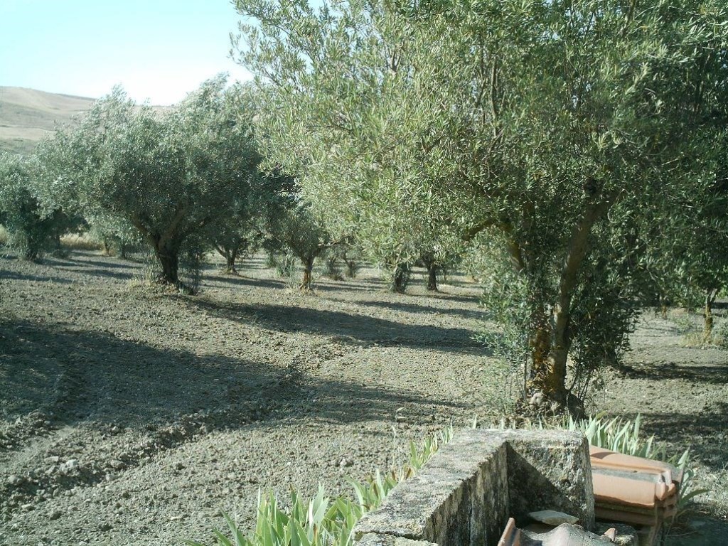 Oliveto in vendita a Santa Caterina Villarmosa contrada Garciulla
