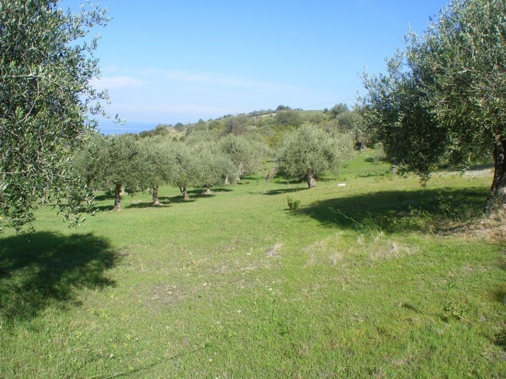 Oliveto in vendita a Collesano contrada Basalaci