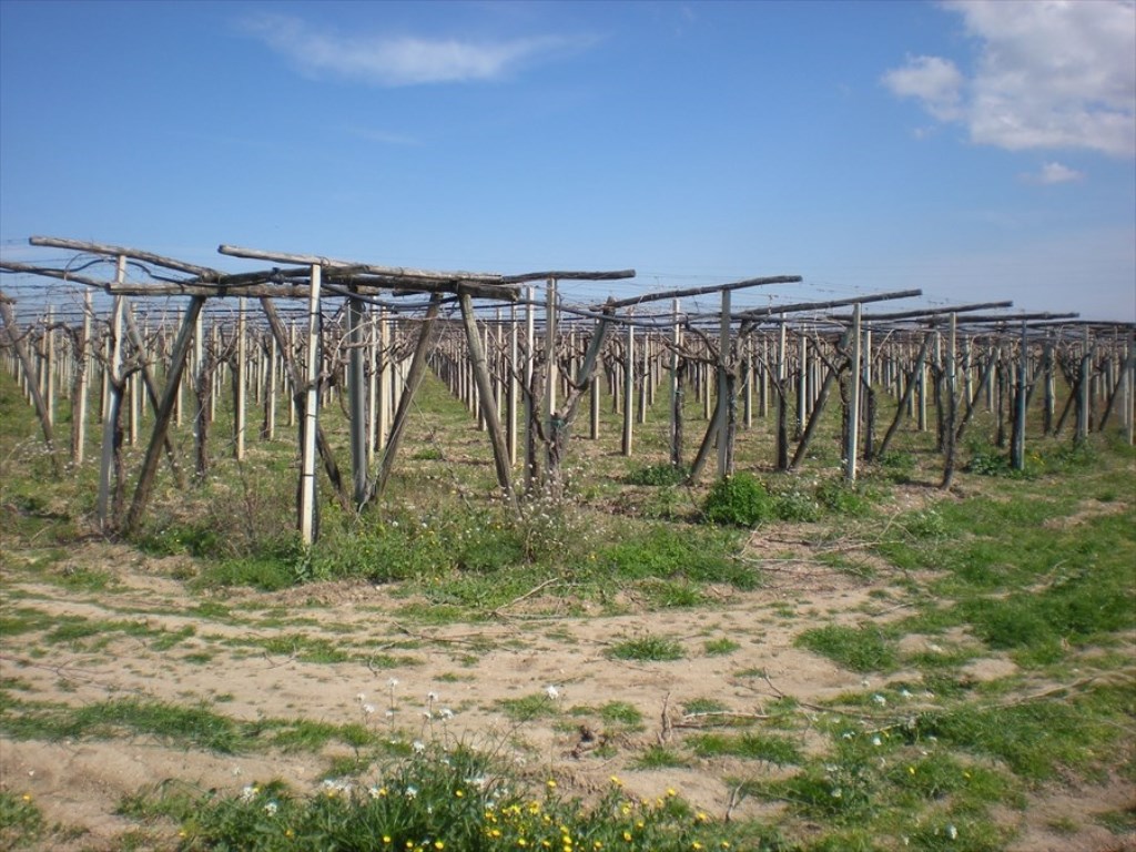 Terreno Agricolo in vendita a Cerignola