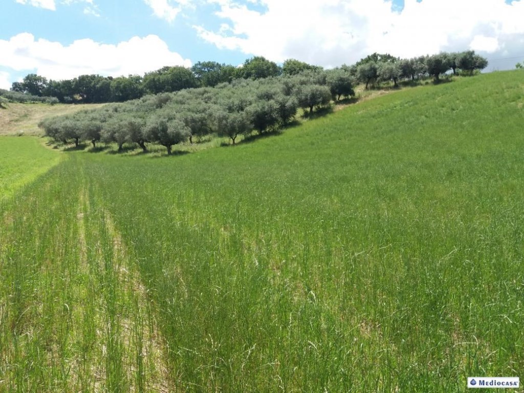 Terreno Agricolo in vendita a Pianella via dei Platani,