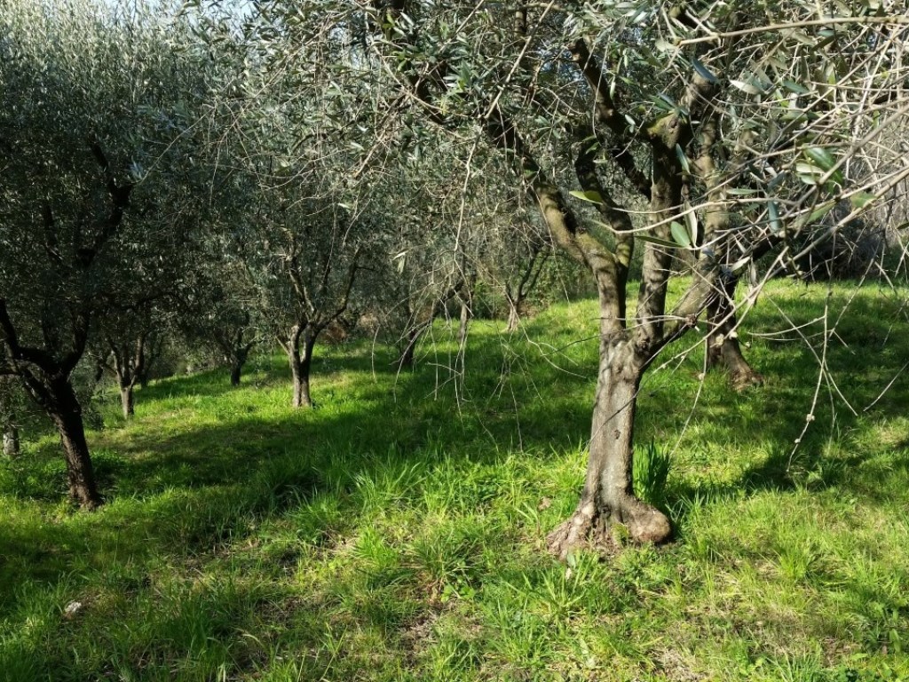Terreno Agricolo in vendita a Lucca via della Maulina,