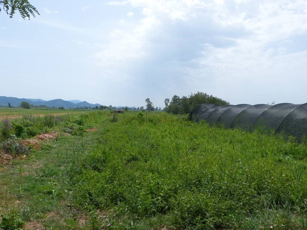 Terreno Agricolo in vendita a Massarosa