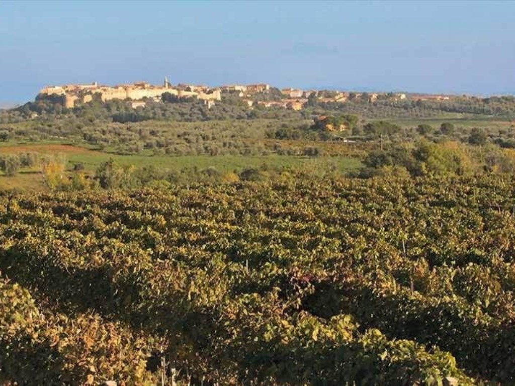 Terreno Edificabile in vendita a Magliano in Toscana