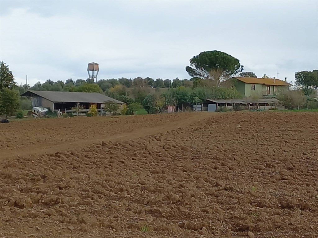 Azienda Agricola in vendita a Scansano sp 159
