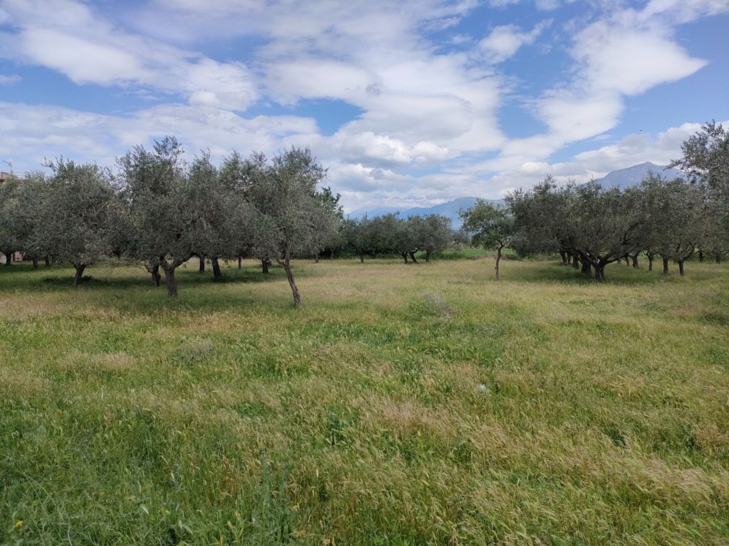 Terreno Agricolo in vendita ad Amorosi via San Nicola