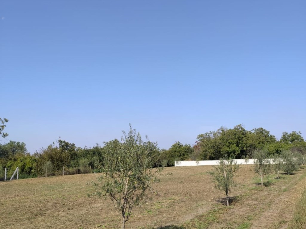 Terreno Agricolo in affitto a Pomigliano d'Arco