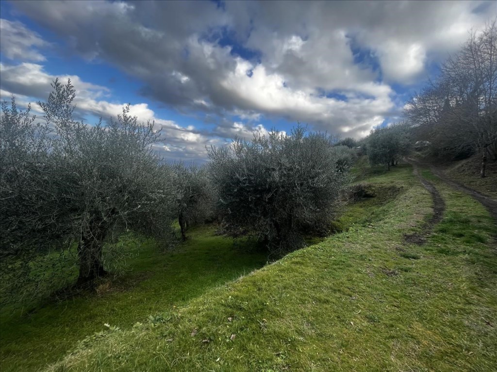 Terreno Agricolo in vendita a Sarteano