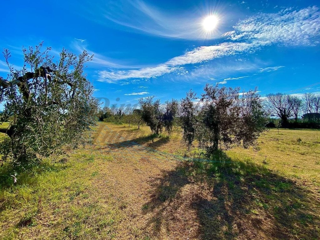 Terreno Agricolo in vendita a Cecina via Pisana Livornese, 44