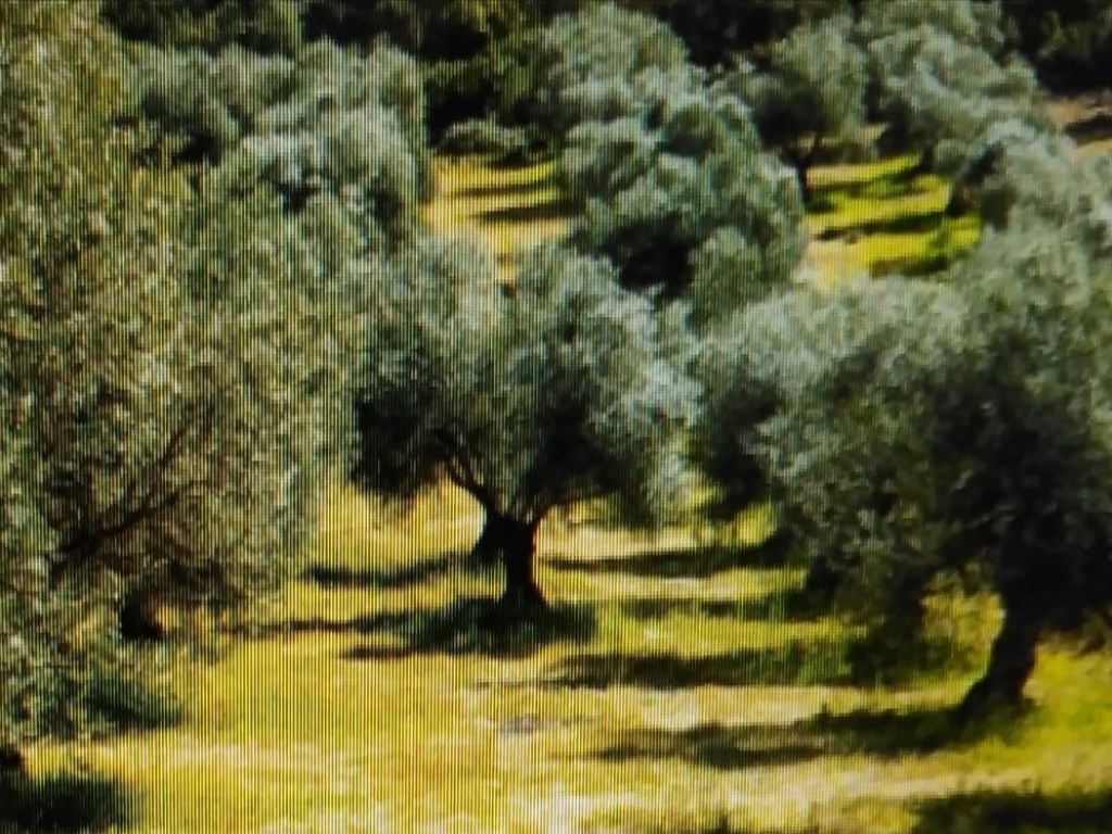 Oliveto in vendita a San Lorenzo Maggiore