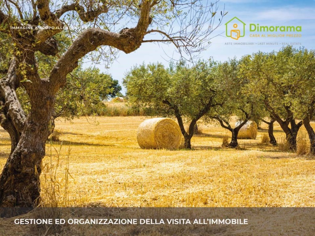 Terreno Agricolo in vendita a Ruvo di Puglia zona Rurale int. P. N. 23E