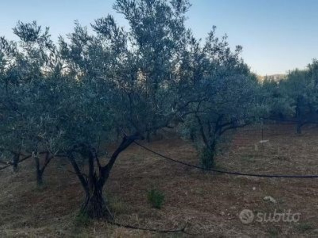 Terreno Agricolo in vendita a Corigliano-Rossano contrada Amica