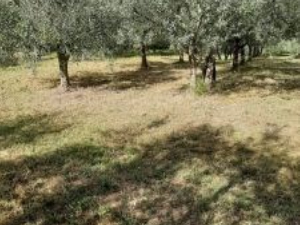 Terreno Agricolo in vendita a Bagno a Ripoli via Roma, 457